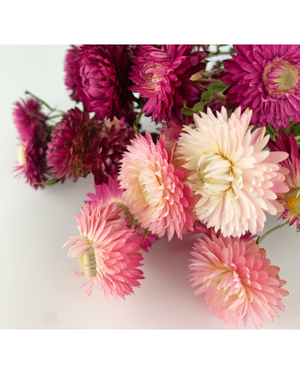 Helichrysum 'roze'