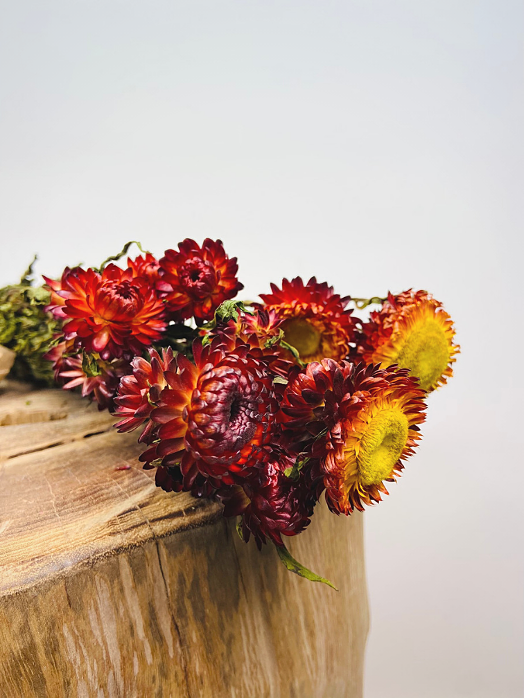 Helichrysum 'rood'