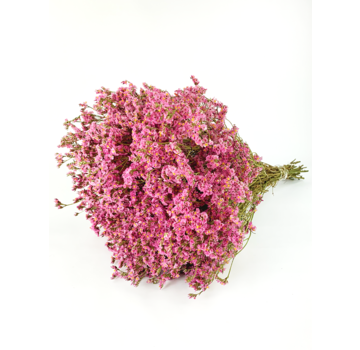 Limonium 'diamond roze'