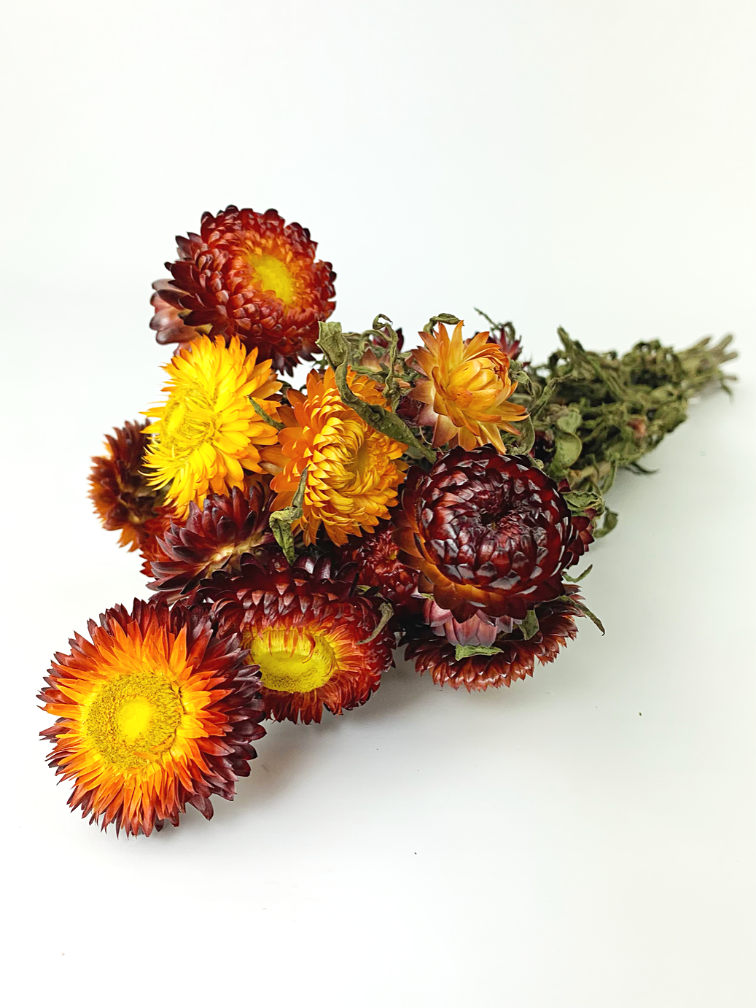 Helichrysum 'rood' | gehele bos