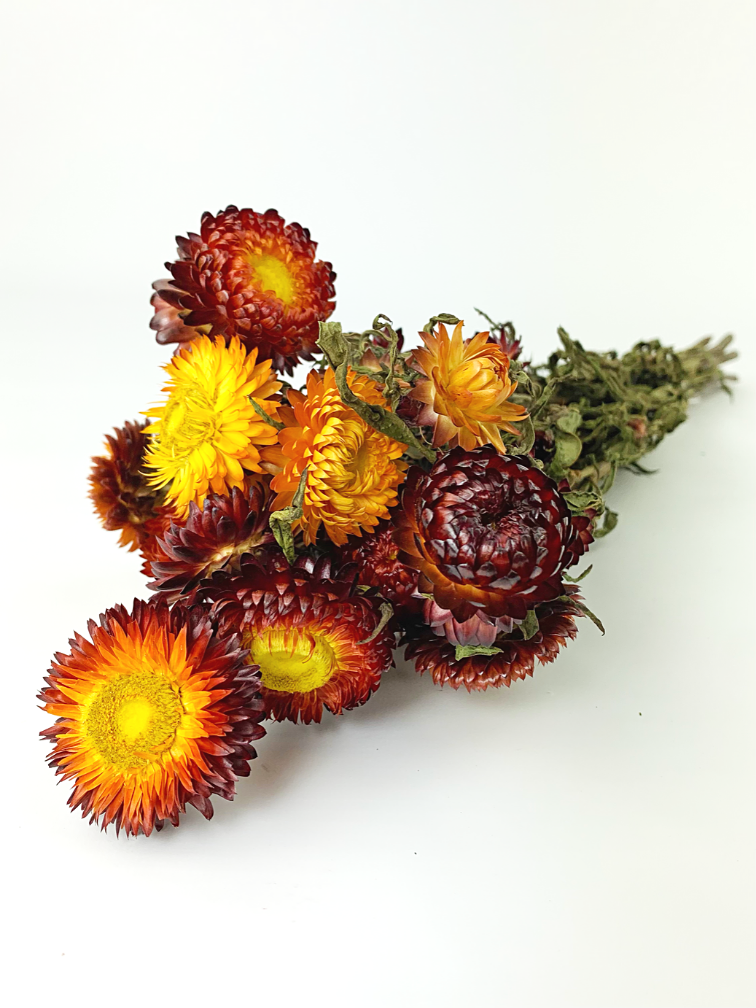 Helichrysum 'rood'