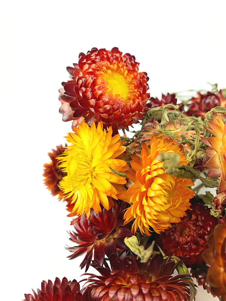 Helichrysum 'rood' | gehele bos