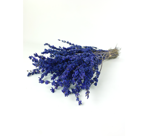 Lavendel 'Super Blue'