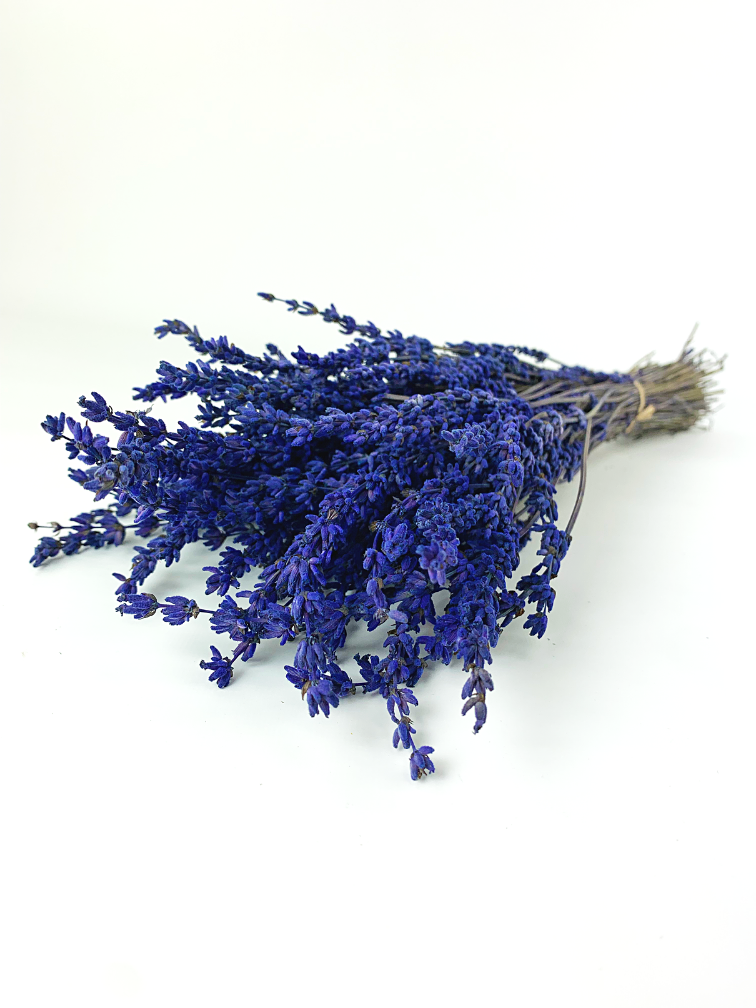 Lavendel 'Super Blue'