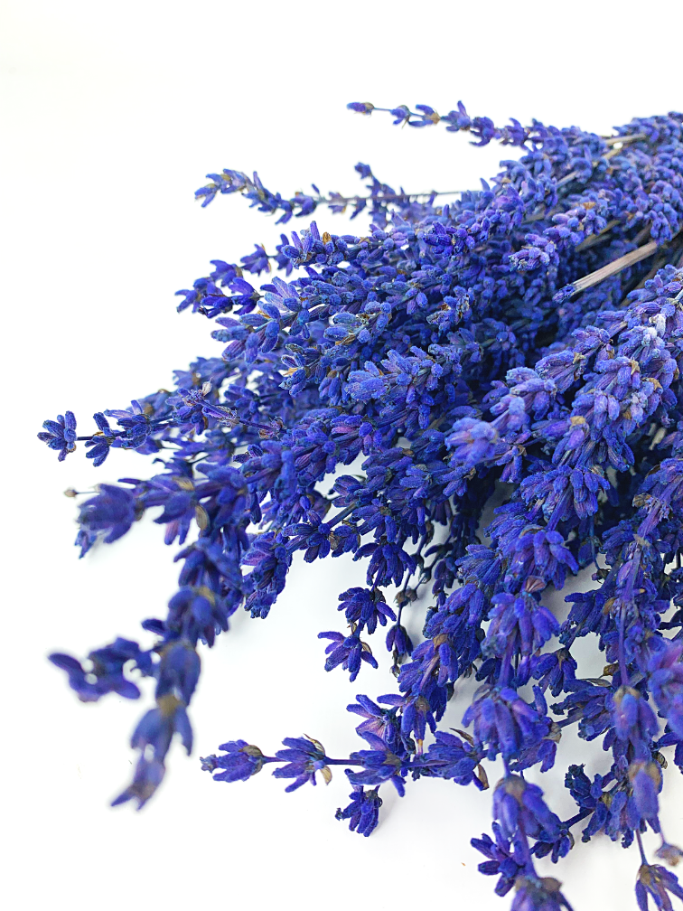 Lavendel 'Super Blue'