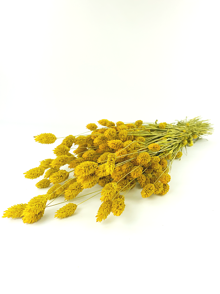 Phalaris 'geel' | gehele bos