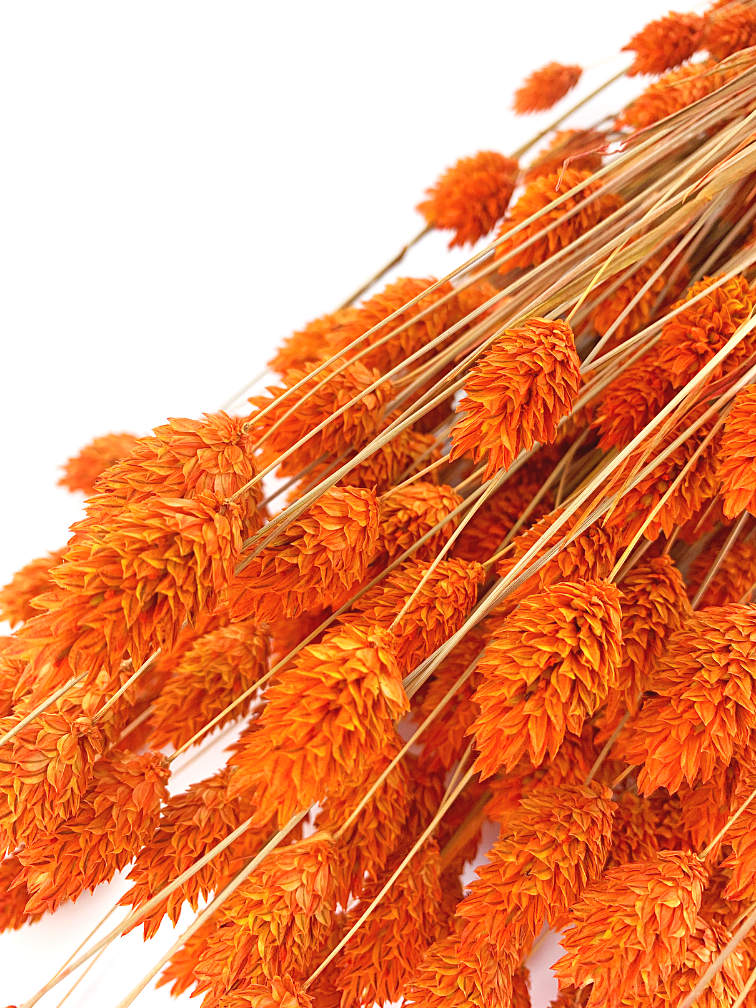 Phalaris 'oranje' | gehele bos