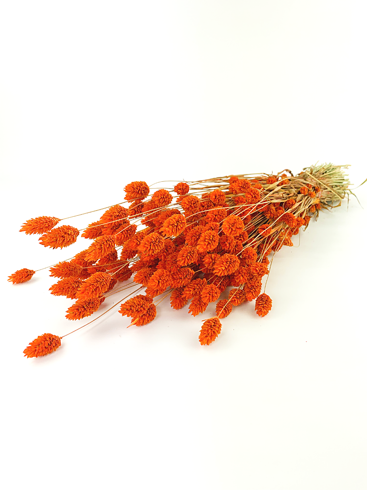 Phalaris 'oranje' | gehele bos