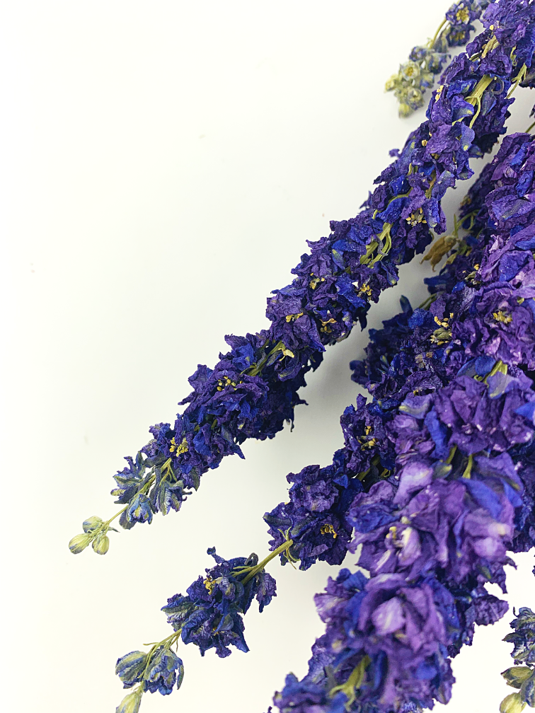Delphinium 'dark blue' | gehele bos