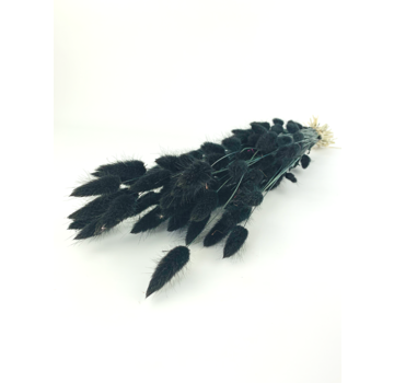 Lagurus Ovatus 'zwart | gehele bos