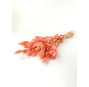 Lagurus Ovatus 'baby roze' | gehele bos