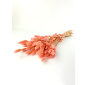 Lagurus Ovatus 'baby roze'