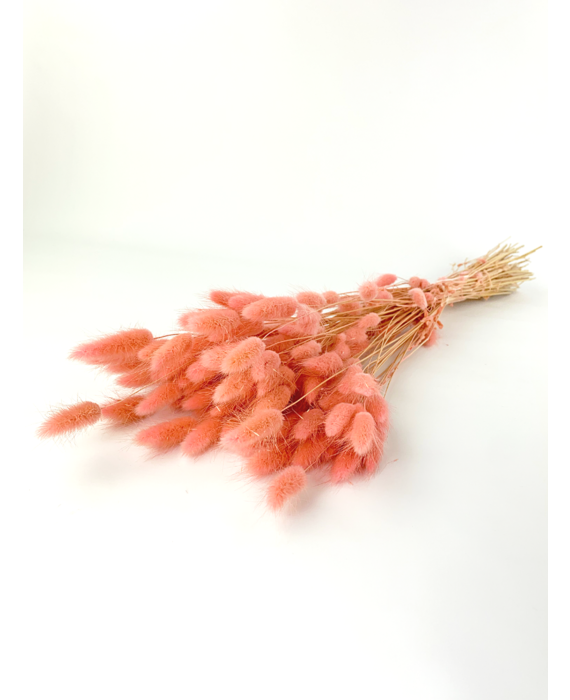 Gedroogde Tarwe (Triticum) naturel