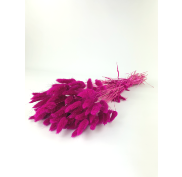 Lagurus Ovatus 'cerise' | gehele bos