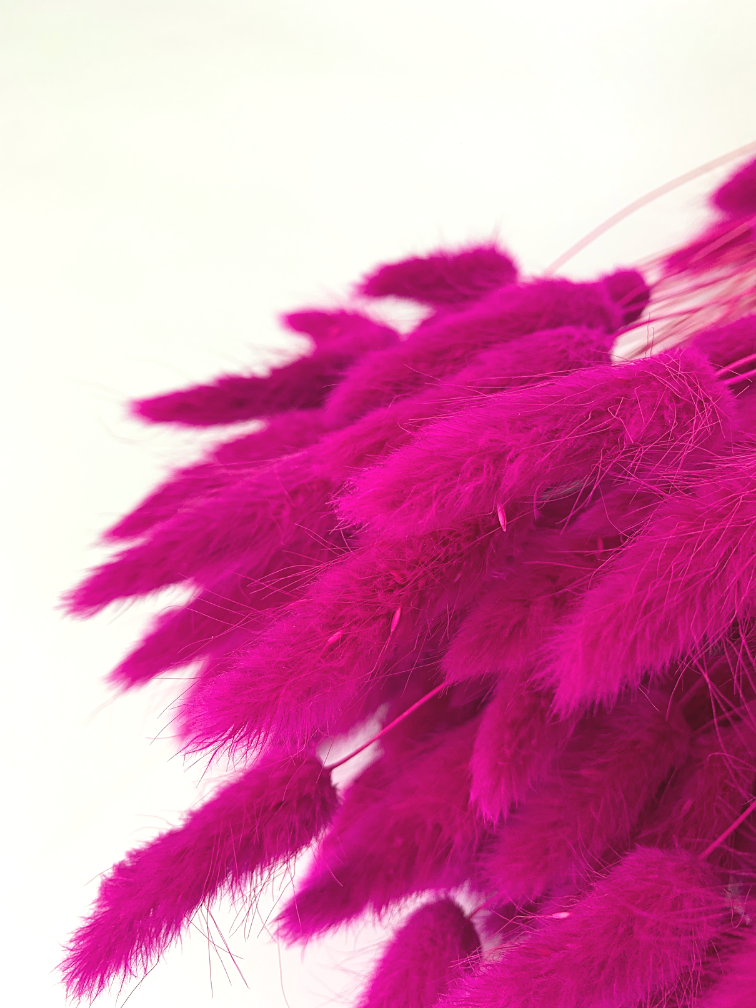 Lagurus Ovatus 'cerise' | gehele bos