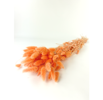 Lagurus Ovatus 'oranje' | gehele bos