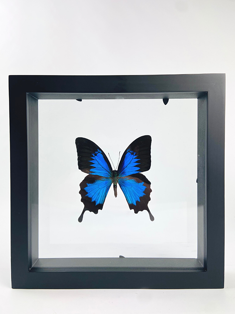 Papilio Ulysses in dubbelglas lijst