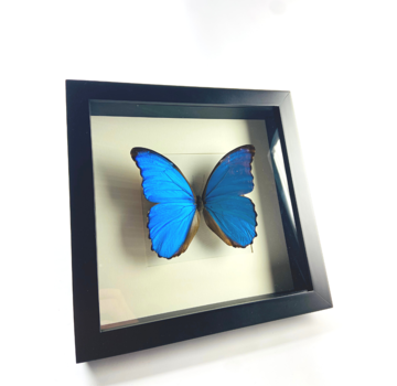 Morpho Didius | Zwarte lijst | 25x25cm