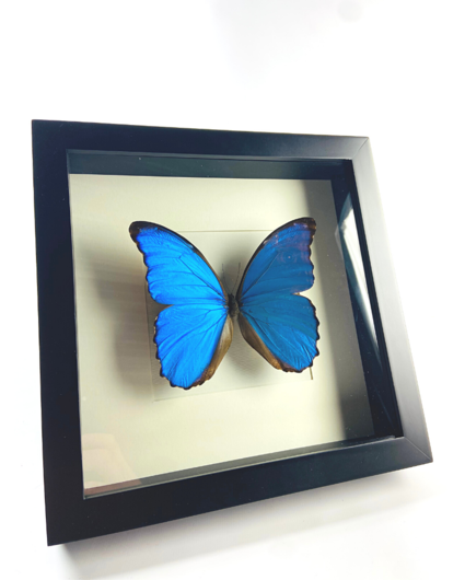 Morpho Didius | Zwarte lijst | 25x25cm