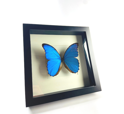 Morpho Didius | Zwarte lijst | 25x25cm