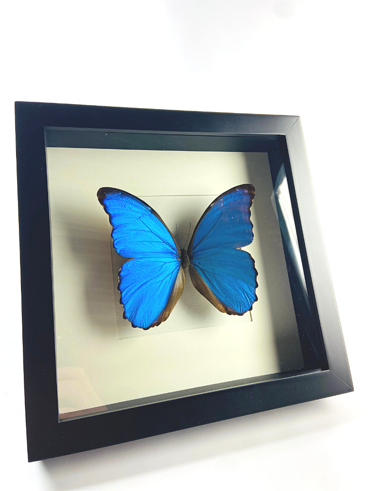 Morpho Didius | Zwarte lijst | 25x25cm