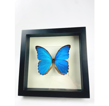 Morpho Didius in lijst