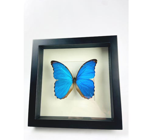 Morpho Didius in lijst