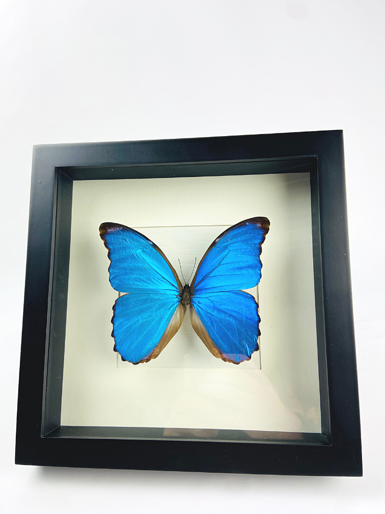 Morpho Didius | Zwarte lijst | 25x25cm