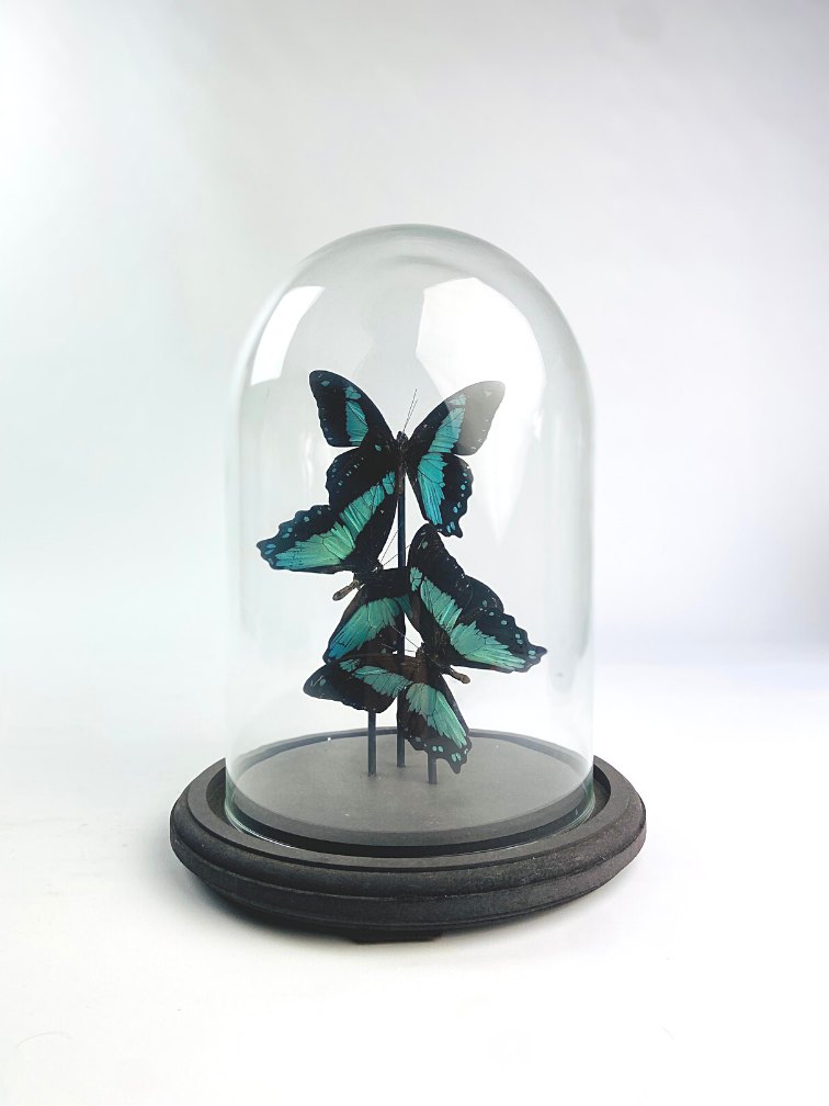Papilio Bromius in stolp - 3 stuks