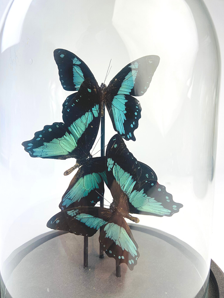 Papilio Bromius in stolp - 3 stuks