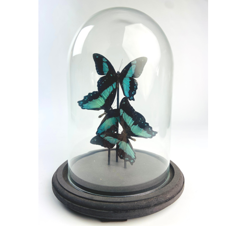 Papilio Bromius in stolp - 3 stuks