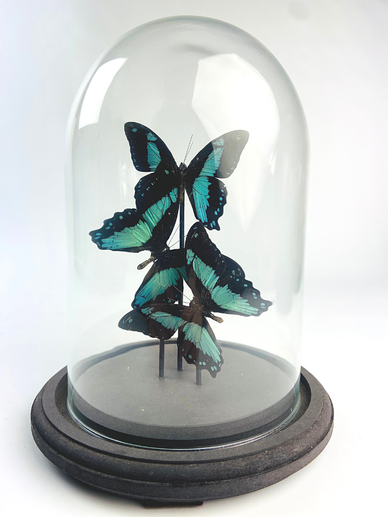 Papilio Bromius in stolp - 3 stuks