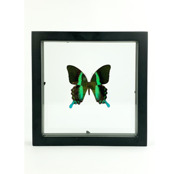 Papilio Blumei in dubbelglas lijst