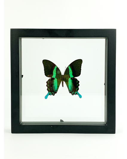 Papilio Blumei in dubbelglas lijst
