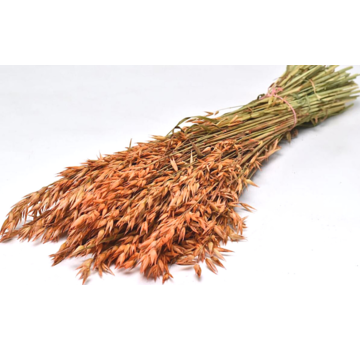 Haver 'oranje' | gehele bos