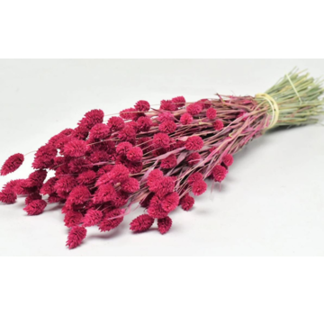 Phalaris 'Cerise' | gehele bos