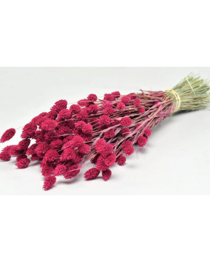 Phalaris 'Cerise' | gehele bos