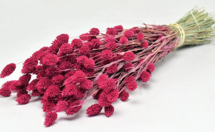 Phalaris 'Cerise'  | gehele bos