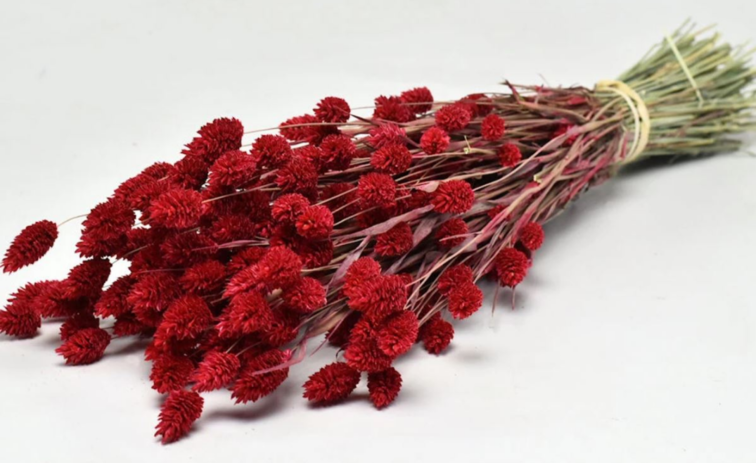 Phalaris 'rood' | gehele bos