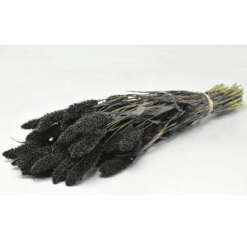 Setaria 'zwart' | gehele bos