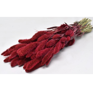 Setaria 'rood' | gehele bos