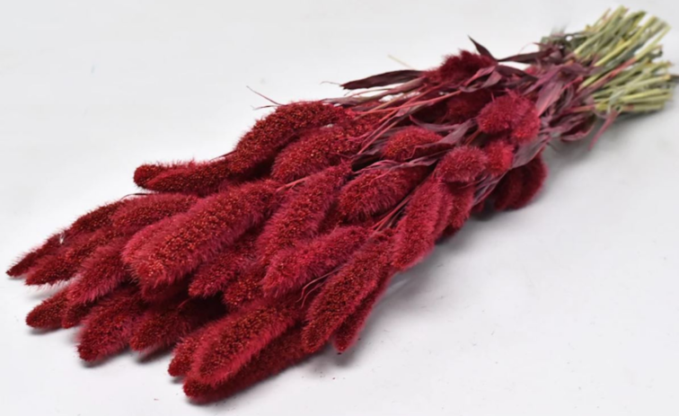 Setaria 'rood' | gehele bos