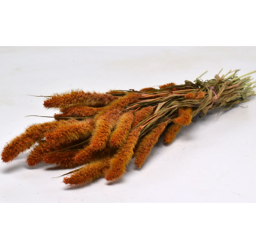 Setaria 'oranje'