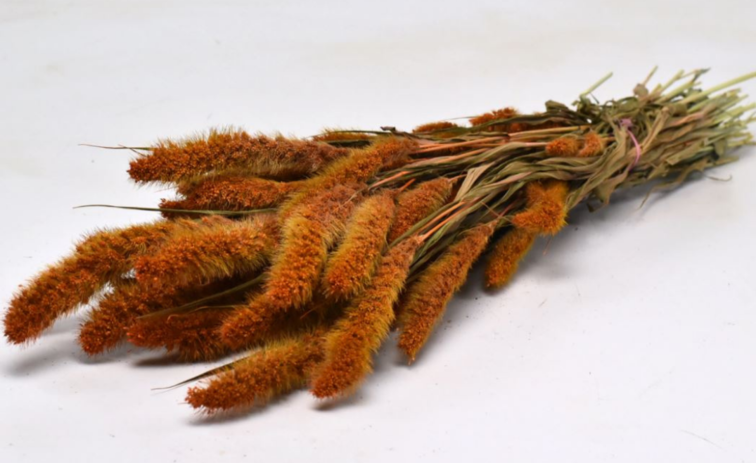 Setaria 'oranje' | gehele bos