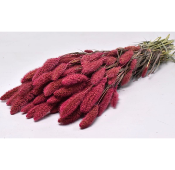 Setaria 'cerise' | gehele bos