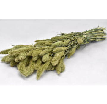 Setaria 'naturel' | gehele bos