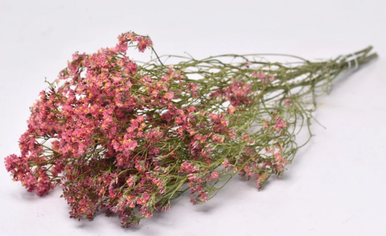 Limonium 'Diamond red'