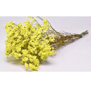 Limonium 'diamond yellow'