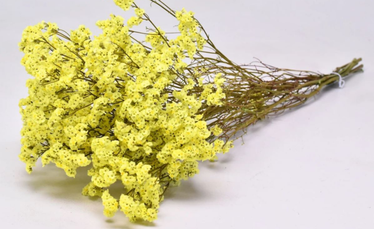 Limonium 'diamond yellow'