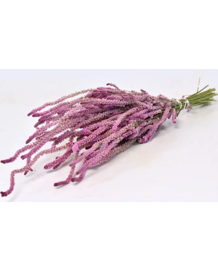 Uitverkocht Limonium Suworowii